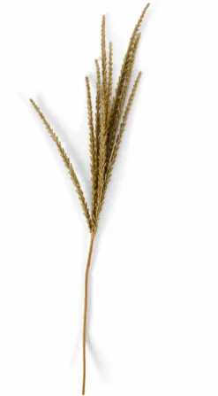 GOLDENROD Tige Blanc