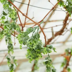 LAGURUS Lagure Ovale Naturel