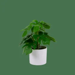 MONSTERA Plante Diverses Couleurs