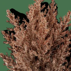 PLUME Tige Panache Brun